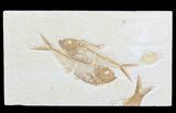 Double Diplomystus Fossil Fish - Wyoming #75989-1